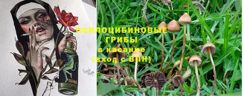 купить наркотики цена  Краснотурьинск  Псилоцибиновые грибы Psilocybine cubensis 